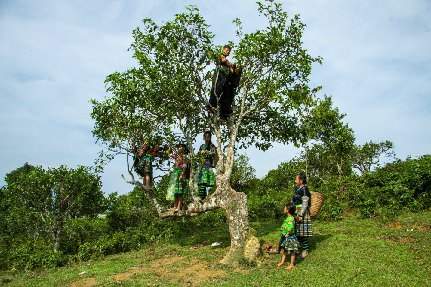 Vùng sản xuất xã Suối Giàng, huyện Văn Chấn, tỉnh Yên Bái